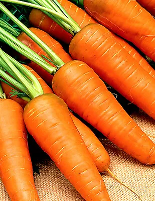 1000+Carrot Seeds Chantenay Red Cored Carrot Non GMO  Vegetable Garden Seeds USA • $2.39