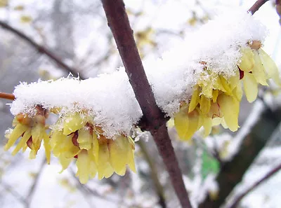 Chimonanthus Praecox Wintersweet  Rare Winter Flowering Shrubs • £8.90