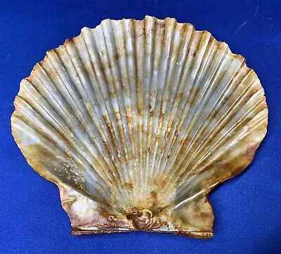 Rare Large Fossilized Scallop Shell Pleistocene Era “Argopecten Compailis” • $12.99