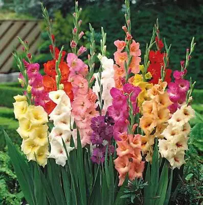 20 X MIXED Gladioli - LARGE FLOWERING  - Garden Plant *BIG BULBS* Size 10/12 • £7.95