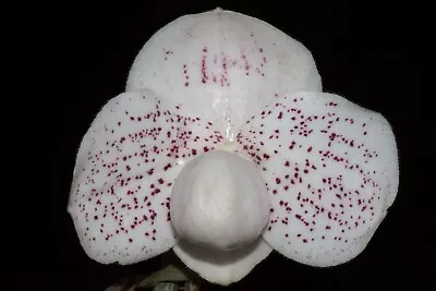 Paphiopedilum QF Mini #1 (thaianum X Leucochilum) • $30