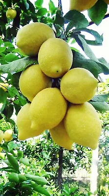 Meyer Lemon Tree Live Outdoor Fruiting Plant  3 To 4 Ft • $99