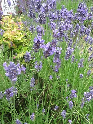 100 Mixed Lavender Seeds • £2.99