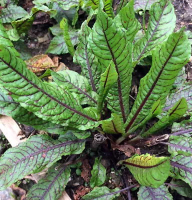 £2.50 • Buy  Red-veined Dock/ Blood Sorrel (Rumex ) 100 Seeds 