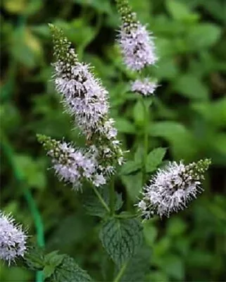 Peppermint Mint - Classic Mint - 1 Plant • $4.45