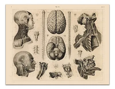 Anatomy ANTHROPOLOGY OF THE BRAIN & NERVES Vintage Illustration 17x22  Art Print • $20.99