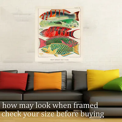 Vintage Print Art Framed Canvas Fish Fishies Barrier Reef Painting Old 24  600mm • $44.03