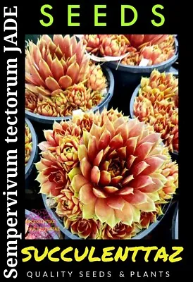  Sempervivum Tectorum JADE 20 X Seeds Crassula Aeonium Fam Succulent Track POST • $7.90