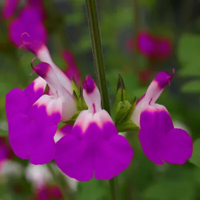 Salvia 'Amethyst Lips' In A 9cm Pot • £9.99