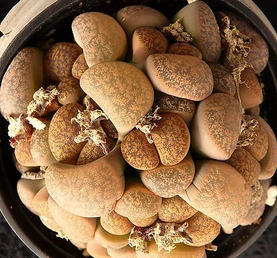 Lithops Lesliei Minor Witblom Rare Living Stone Rock Exotic Mesemb Seed 50 SEEDS • $9.95