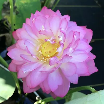 Violet  Lotus/Water Lily Flower/Bonsai Lotus/Ponds / Bow/5 Fresh Seeds • £3.95