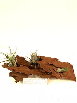 Malaysian Driftwood & Air Plant: A Perfect Fusion Of Nature's Beauty S (10~12 ) • $39.99