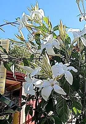 Mandeville Laxa Chilean Jasmine Vine 25 Seeds • $12