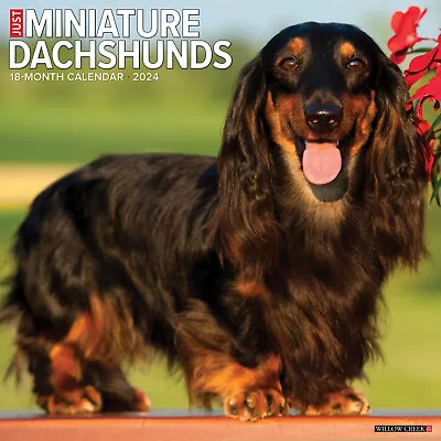 Just Miniature Dachshunds 2024 12  X 12  Wall Calendar (free Shipping) • £11.39