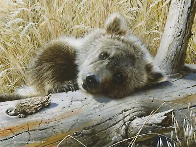 Carl Brenders TIME OUT-GRIZZLY CUB Art Print ARTIST PROOF A/P#12/100 • $79