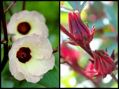 £1.79 • Buy HIBISCUS SABDARIFFA - ROSELLE / RED SORREL / KARKADE ', 20 Seeds With FREE