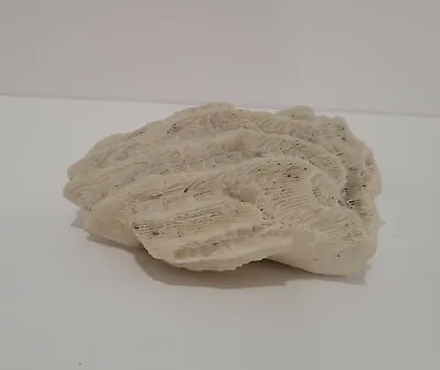 Natural White Brain Coral Fossil W Shells Inside 5  X 3.5  Fish Tank Beach Decor • $23.50