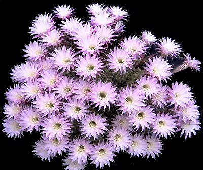 Echinopsis Multiplex Exotic Easter Lily Oxygona Rare Cactus Seed Cacti 20 SEEDS • £8.75