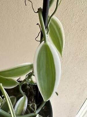 SUPER Big SUPER Variegated SUPER Sale Vanilla Plant Variegata Albomarginata • $39.95