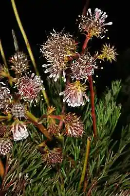 Serruria Elongata - 3 Seeds - Long Stalk Spiderhead - Very Rare • $9