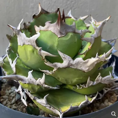 5-7cm Cactus Succulent Plant Agave Titanota Cupid Home Garden Plant • $86.89