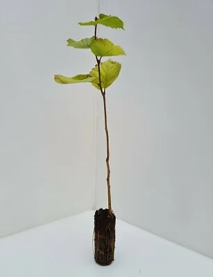 £18.98 • Buy 2x Hazel Nut Trees / Bushes Corylus Avellana - Approx 60/80cm 🇬🇧 Cell Grown