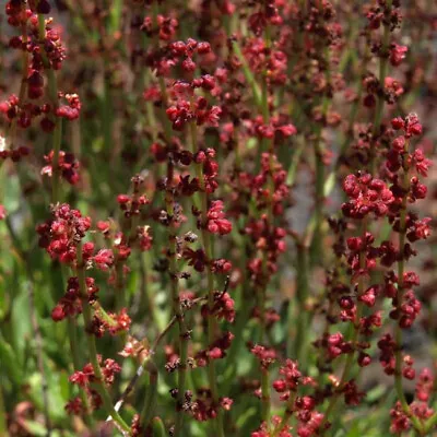 £1.25 • Buy Rumex Acetosella - 1000 Seeds - Sheep's Sorrel  Edible Wild Flower Herb