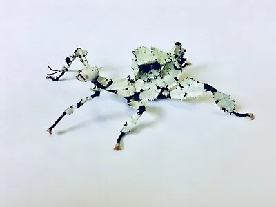 £5 • Buy 1 X Rare Lichen Macleays Spectre Stick Insect Nymph