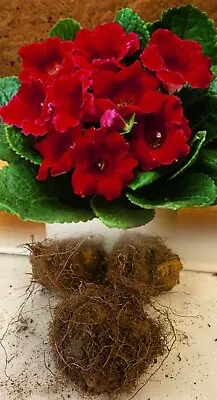 3 Gloxinia (sinningia) Defiance Red Tuberous Bulbs/corms Indoor Plant • £212.50
