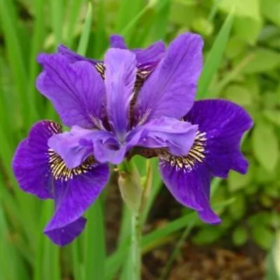 £4.50 • Buy Iris Sibirica In Variety 9cm Pots