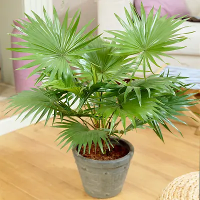 Decorative Indoor Plant 'Livistona Tropical Palm' Ideal Giftplant In 12cm Pot • £19.99