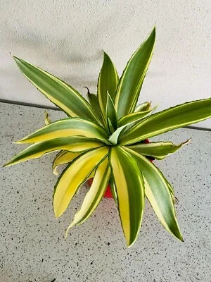 Agave Joe Hoak Variegated #110 • $60.28