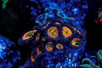 Sunny D Zoanthids • $19.99