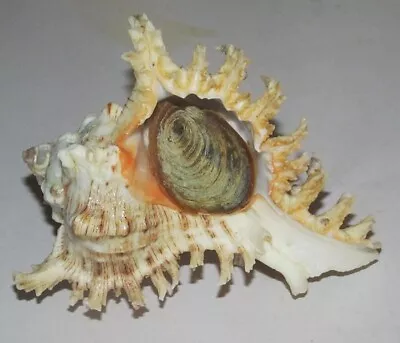 98 Mm Chicoreus Ramosus Murex Seashell + Operculum Similan Island Thailand • $9.99