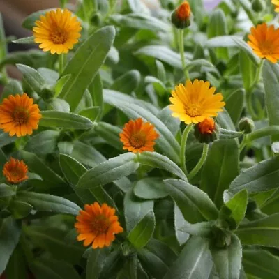 Calendula - Winter Sun (C. Officinalis) - Kings Seeds - 90 Seeds • £2.35