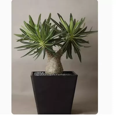 Pachypodium Rosulatum Var. Gracilius Cactus Succulent Live Plant Beautiful Plant • $57.99