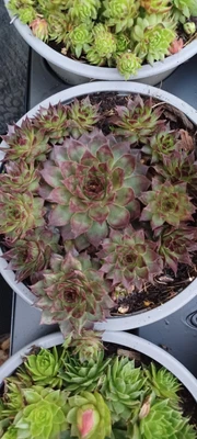 Large Potted Sempervivum Red Kiss Tectorum Potted Plant • £6.50