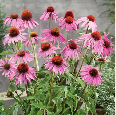 Purple Coneflower   Echinacea Purpurea  STARLIGHT - Large Flower- 120 SEEDS • £2.99