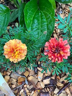 Strawberry Blonde Marigold - 15 Seeds • $2.97