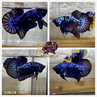 Live Betta Fish High Quality - Good Form MALE Blue Samarai -  USA Seller • $29.95