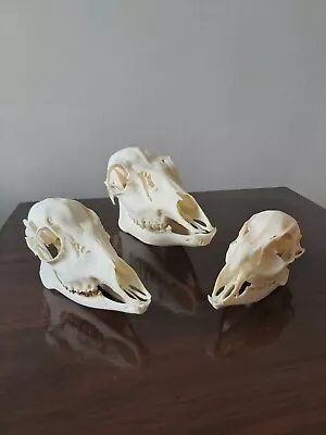 FALLOW ROE And MUNTJAC DOE DEER SKULLS Animal Taxidermy Antlers Educational • £49.99