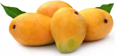 5+ Alphonso Mango Seeds (Mangifera Indica) • $720