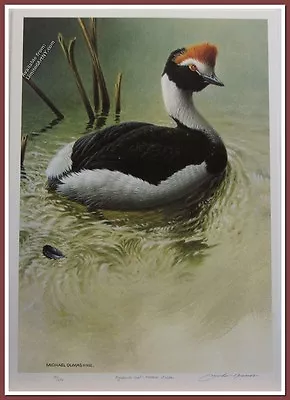 Highland Pool-Hooded Grebe By Michael Dumas • $120