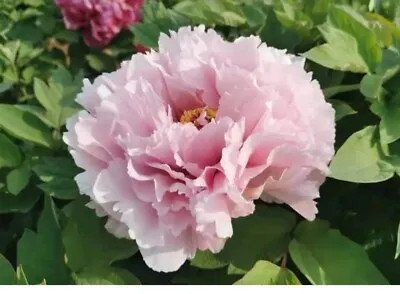 Pink Japanese Tree Peony Paeonia Suffruticosa 5 Year Old Plant 20-30cm Flowering • £39.99