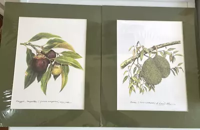 Mangosteen & Durian Sealed Drawings By A Kasim Abas • $25