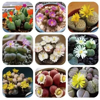 1200 Lithops Seeds Rare Mixed Living Stones Succulent Cactus  • $2.41