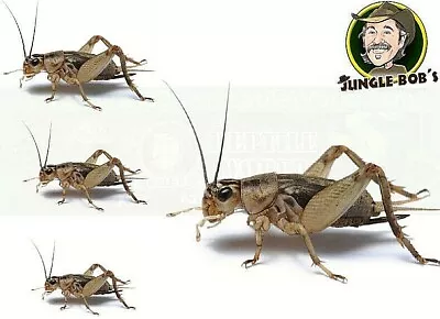 Live Pet Reptile Cricket Feeders Gut-Loaded Alive Insect Crickets Lizard Food • $11.50