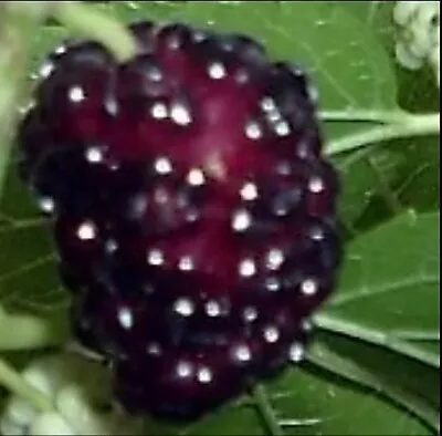 Red MULBERRY   15  Seeds • $7.99