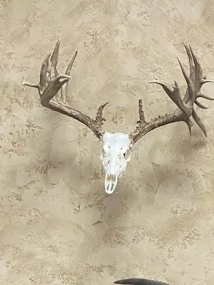Wild Texas Whitetail Deer Antlers Attached To Real Skull By God 224  SCI Score • $1250