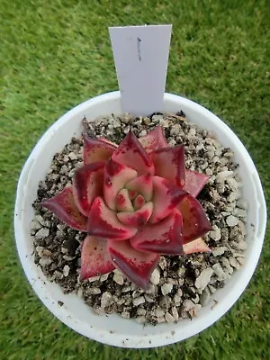 Echeveria Agavoides Blood Ebony Hybrid 7cm Diameter • $35